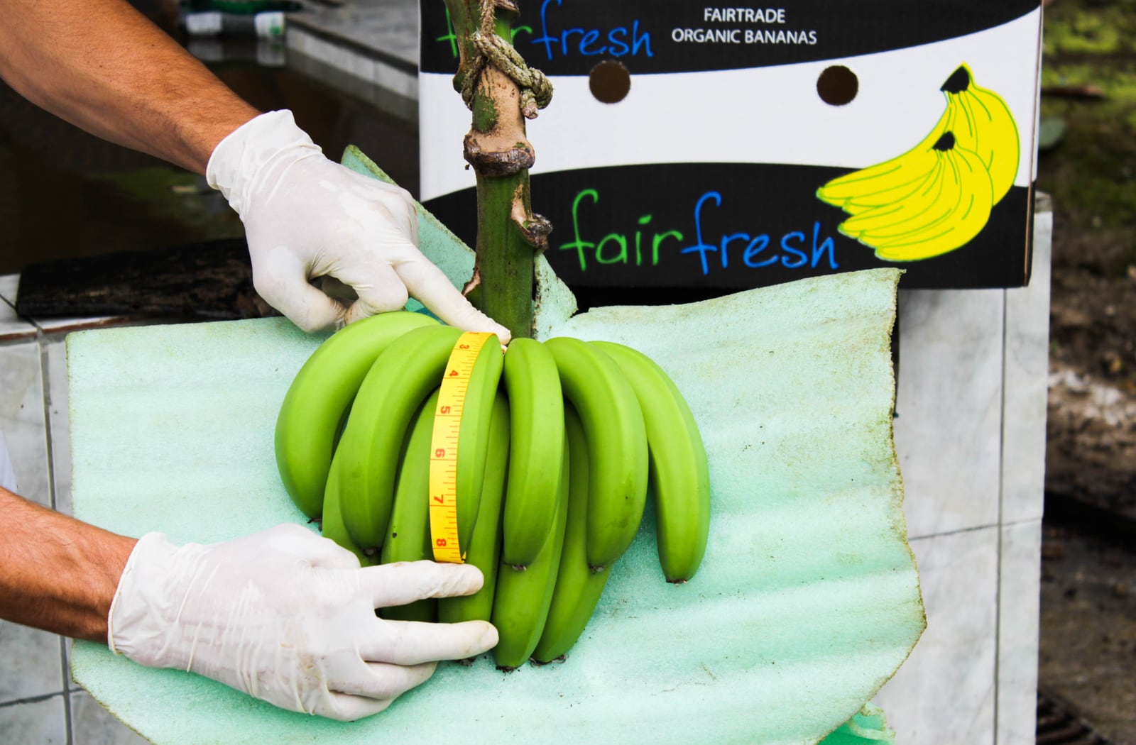Contrôle qualité des bananes chez un producteur